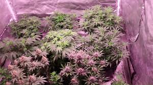 May 24, 2021 · a 400w led grow light will cover a 2.5 x 2.5 ft space. X6 Cob Led Grow Light First Look And Review Sweet Light Under 130 00 Youtube