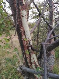 Image result for Sterculia rogersii