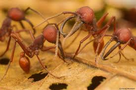 Image result for Antrocaryon