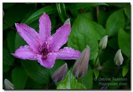We did not find results for: Clematis Hagley Hybrid