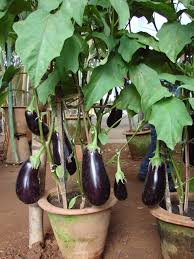Maybe you would like to learn more about one of these? Organic Farming And Kitchen Garden Organic Kitchen Gardening And My Personal Musings Page 2