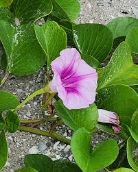 Image result for Ipomoea pes-caprae