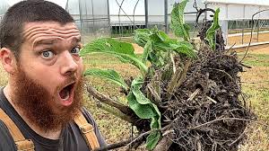 Comfrey & Strawberries!? It Works!!!