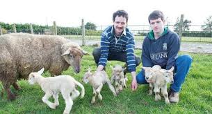 Irish Sheep
