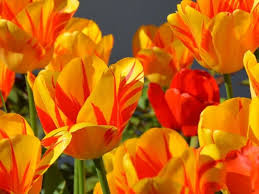 We did not find results for: 31 Amazing Orange Flowers With Names And Pictures You Should See Florgeous