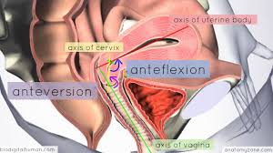 + the human trunk can be considered a hollow cylinder. Introduction To Female Reproductive Anatomy Part 3 3d Anatomy Tutorial Youtube