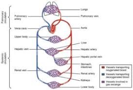 double circulation meaning mechanism significance with