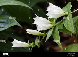 Image result for Gentiana asclepiadea alba