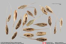 Image result for Lolium