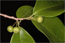 Image result for Margaritaria