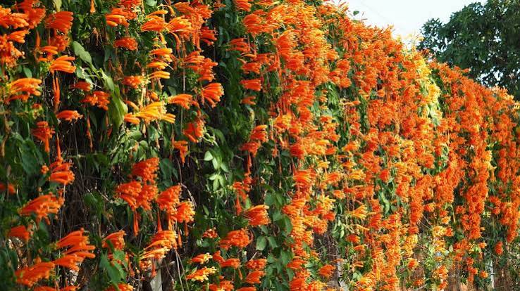 hide fence with climbing plants