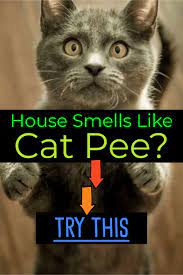 Get it while it's hot, or at least warm. Cat Urine Stink How To Get Rid Of Cat Pee Smell Decluttering Your Life Cat Pee Smell Cat Pee Smell Removal Cat Spray Smell