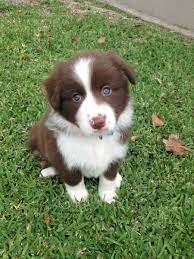 My Girlfriends Border Collie Pup Collie Puppies Cute Dog Pictures Border Collie Puppies