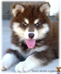 65 to 100 pounds life span: Brown White Alaskan Malamute Puppy Malamute Puppies Alaskan Malamute Puppies Malamute Dog