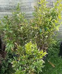 Image result for Shibataea kumasasa