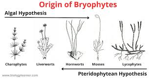 Image result for Oreophyton