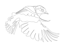 Dabei können sie sich für. Malvorlagen Vogel Vogel Raubvogel Ente Gans Schwan Ausmalbilder