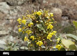 Image result for Acridocarpus natalitius