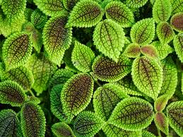 Image result for Pilea rivularis