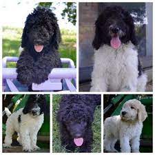 Poodle Standard Litter Of Puppies For Sale Near Texas Dallas Usa Adn-37704 - 37704 Adn37704 Dallas Litter Of Puppies Puppies For Sale Standard Poodle