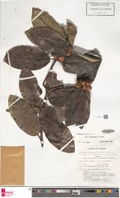 Image result for Ficus amadiensis