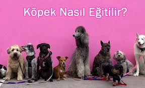 Kopek Nasil Egtilir Kopek Egitmi