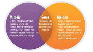 With the worksheet, pupils can understand the niche matter as a whole more easily. Mitosis Vs Meiosis Key Differences Chart And Venn Diagram Technology Networks