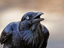 The ravens caw -அண்டங்காக்கையின் கரைவு – வல்லமை