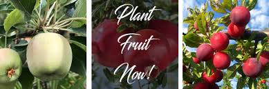 Peaches and plums require colder weather for fruit production and with our mild winters we have to look for low. 5 Reasons To Plant Fruit Trees In Texas