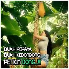 Kedondong Lucu Gambar Lucu Meme