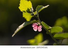 Image result for Urena