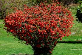 We sell our plants directly, not through the broker network. 11 Types Of Shrubs That Flower In Early Spring