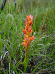 Image result for Disa welwitschii