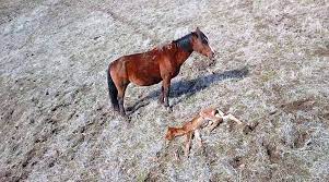 Foal S Short Life The High Price Of Freedom For Wild Horses Horsetalk Co Nz