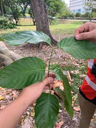 Image result for Khaya grandifoliola