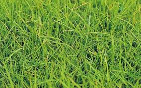Common bermudagrass (cynodon dactylon) competition in cotton (gossypium hirsutum). Cynodon Dactylon Prato Red Gramigna Gardening 2021