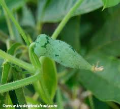 Image result for Kedrostis leloja