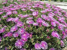 Image result for Delosperma spp.