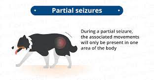 Cluster Seizures In Dogs Canna Pet