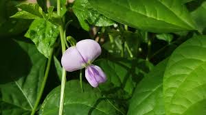 Image result for Vigna pygmaea