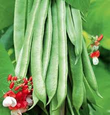 Image result for Phaseolus coccineus