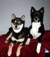 We did not find results for: An Australian Shepherd Shiba Inu Mix On Right A Shiba Inu On The Left Dog Crossbreeds Shiba Inu Doberman Mix