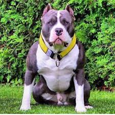 When it comes to the looks, pocket pitbulls have most of the features of the american pitbull. Welcome To Xxl Designer Pitbulls We Are A Private Facility Located In Rhode Island Here At Xdp You Will Find S Bully Breeds Dogs Pitbulls Beautiful Dogs