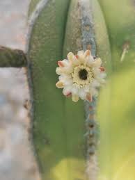 Image result for Lophocereus marginatus