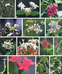 Image result for Rytigynia sp. M