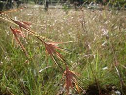 Image result for Themeda