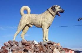 Karabas Kangal Kopeginin Irk Ozellikleri Pet Yurdu