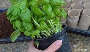 Place your potted basil plant in full sun and water weekly in dry weather. How To Divide And Grow Supermarket Basil Lovely Greens