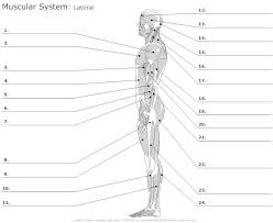 Printable muscle anatomy chart pdf. Muscular System Diagram Worksheet Muscular System Muscle Diagram Muscular System Anatomy