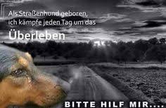 8 Tierschutz Geht Uns Alle An Ideen Hundespruche Tierschutz Hunde